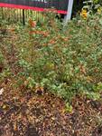 Plant name: Large Firecracker Plant Cuphea  